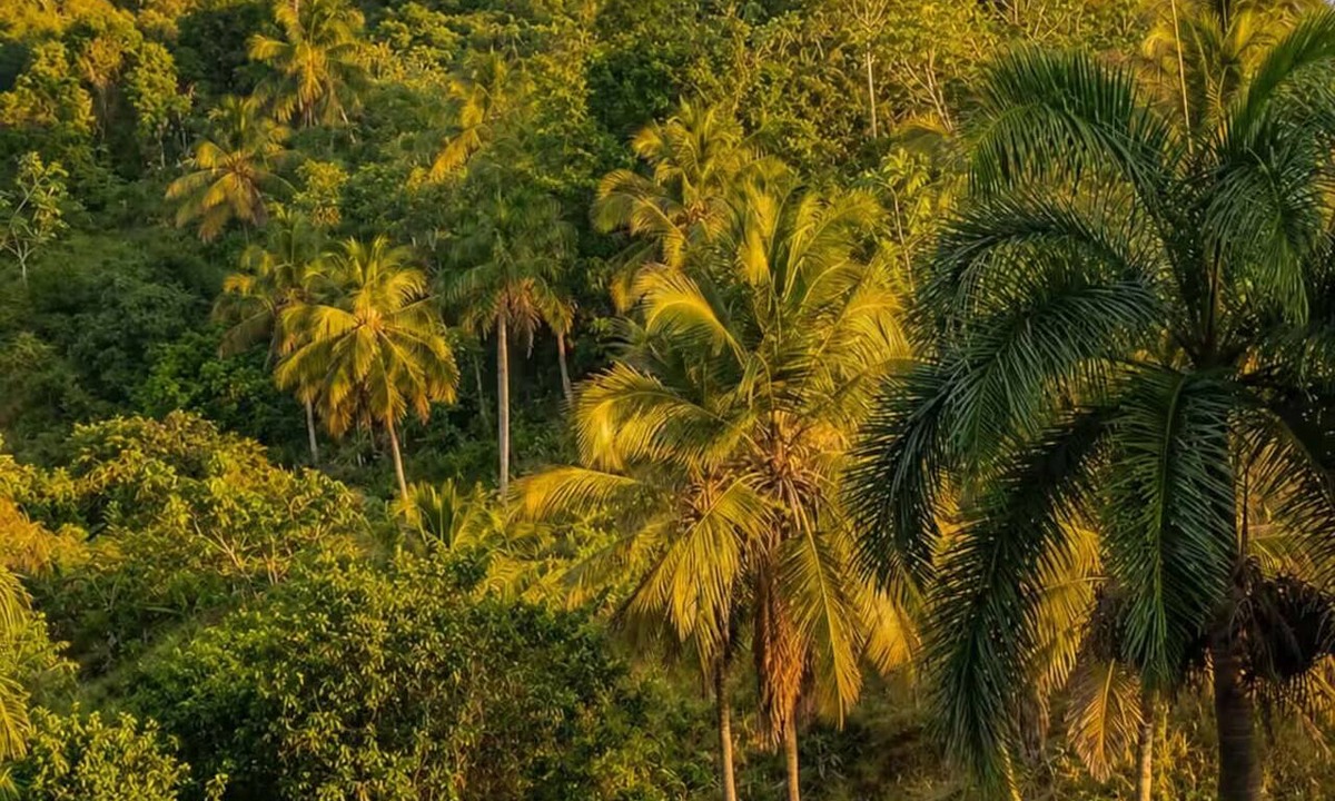 Samana Apartment | Pleasant, nature, total tranquillity 2
