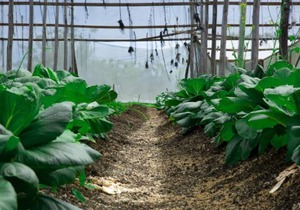FO-5 Finca Oasis - Rest, Disconnect, Reconnect