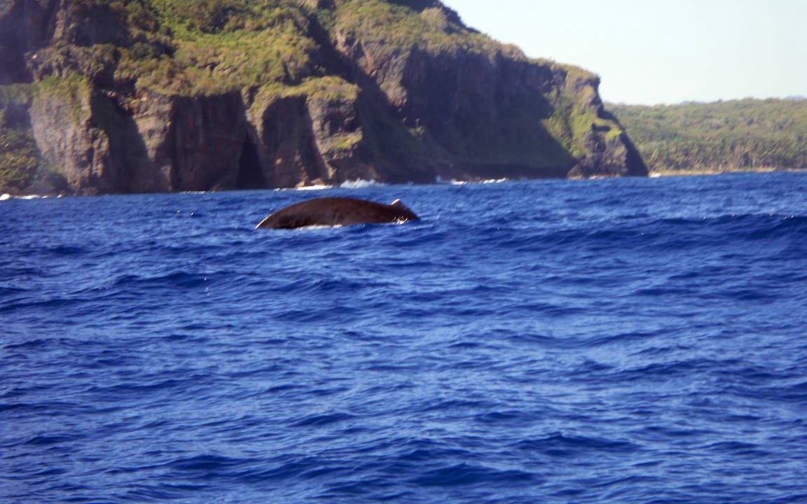 Photo of Others in Las Galeras