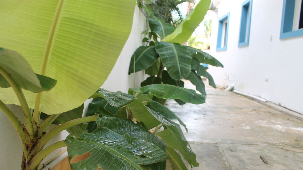 Photo of Others in Dominicus