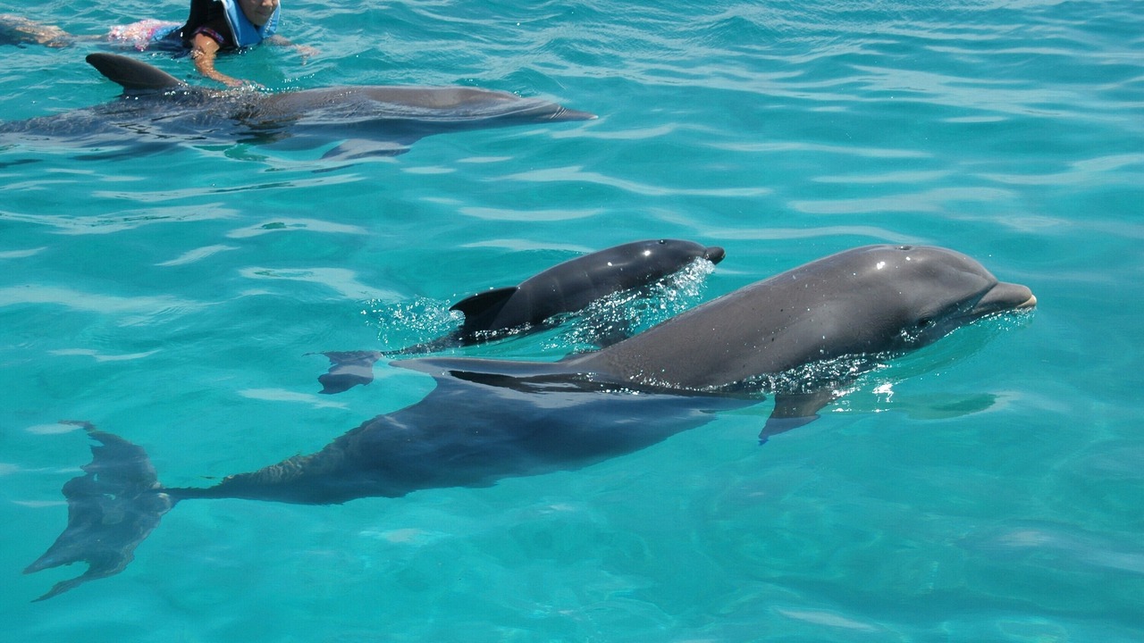 Photo of Others in Bavaro