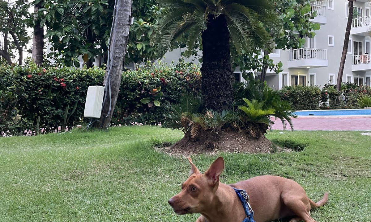 Photo of Outdoor in Bavaro