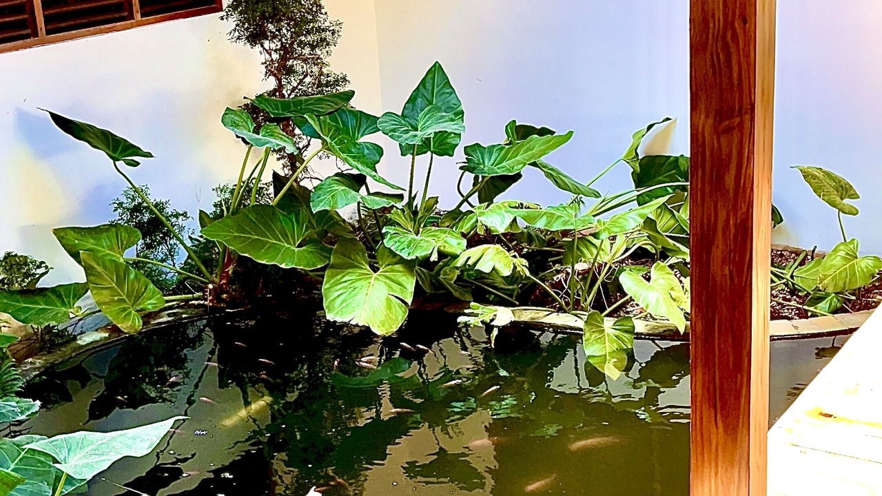 Photo of Outdoor in Los Lagos