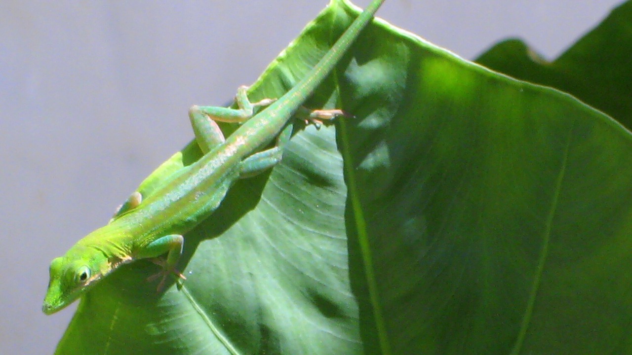 Photo of Others in Las Galeras
