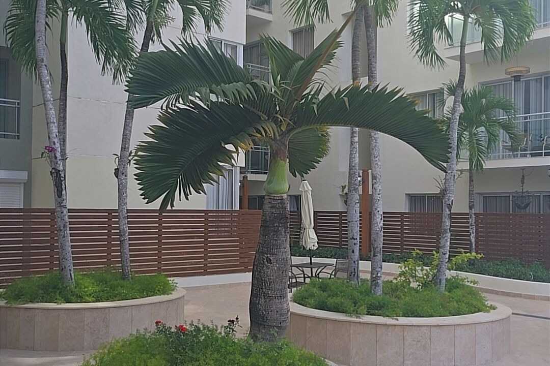 Photo of Outdoor in Boca Chica