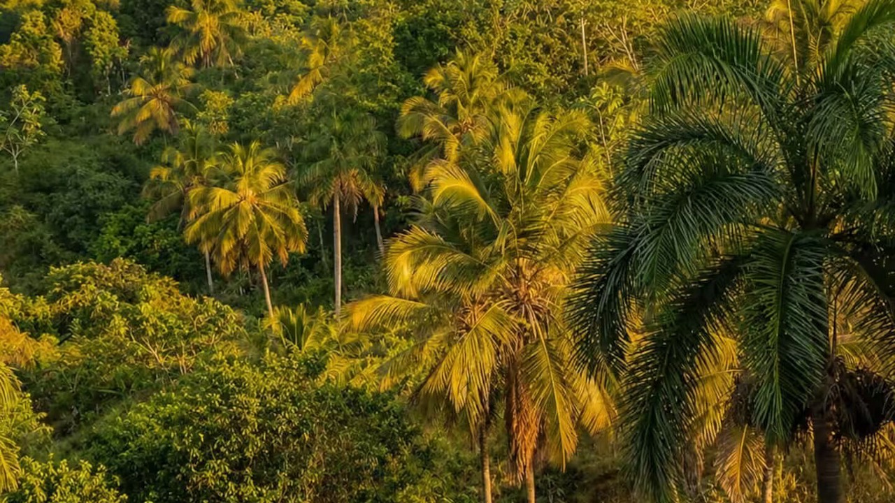 Photo of Others in Samana