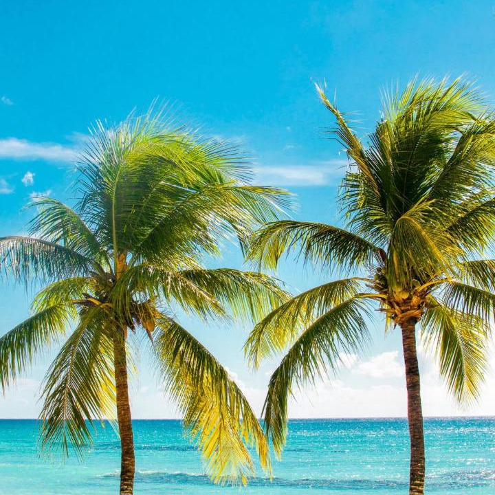 Photo of Others in Dominicus