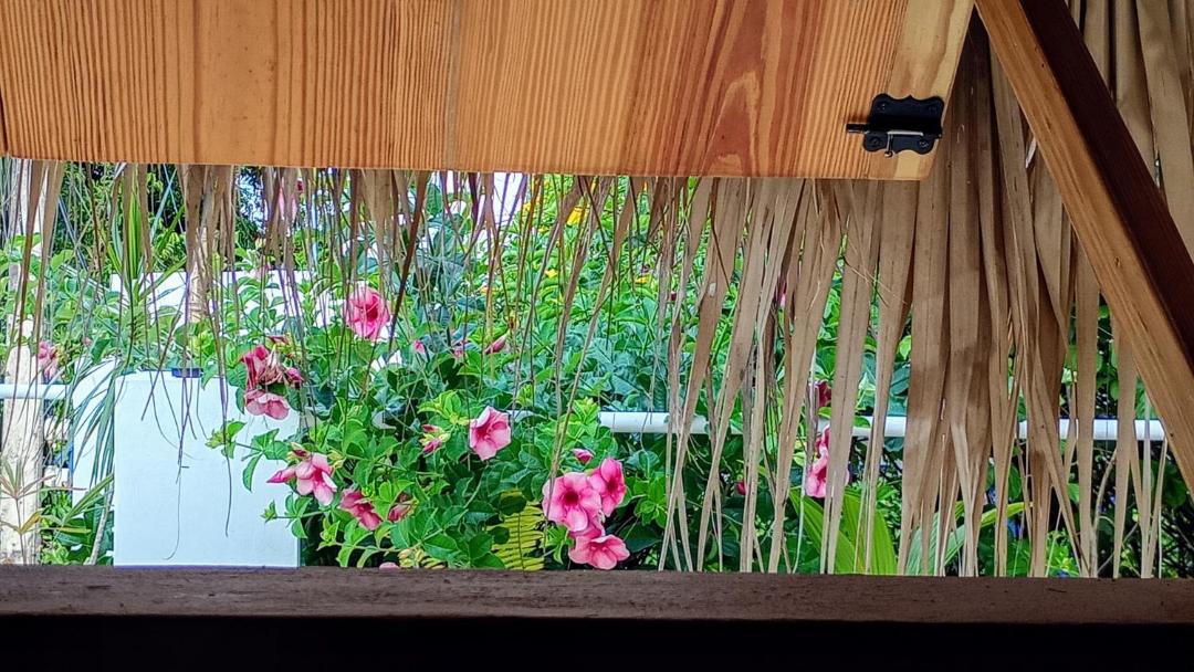 Photo of Others in Las Galeras