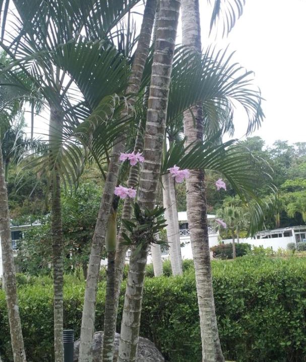 Photo of Others in Las Terrenas