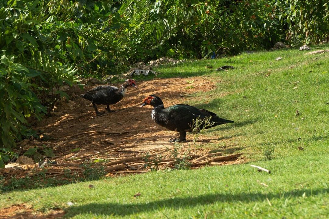 Photo of Others in Las Terrenas