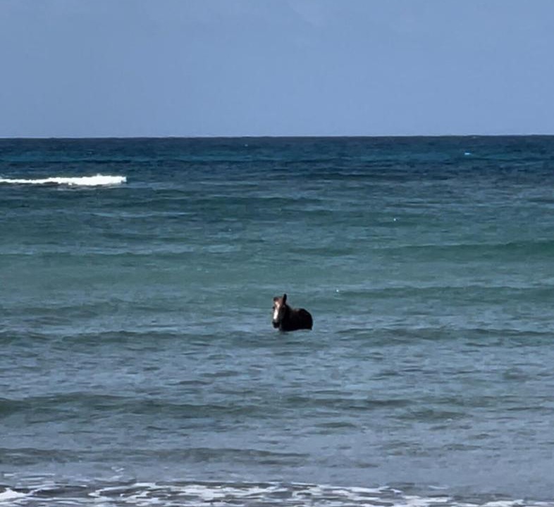 Photo of Others in Las Galeras