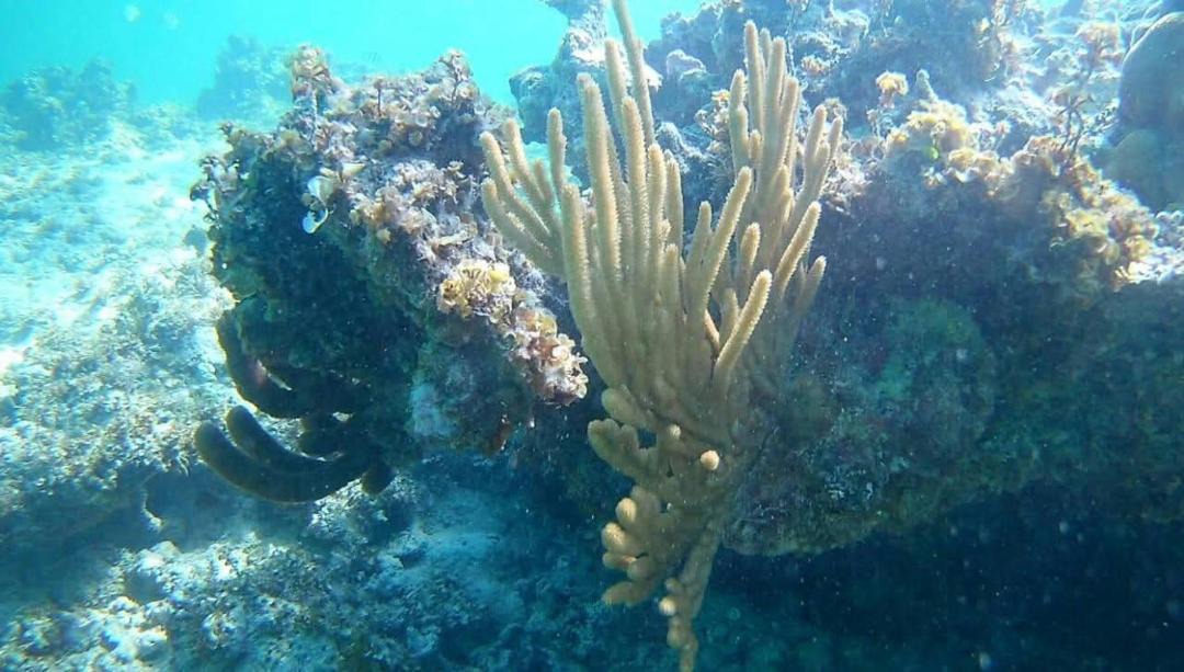 Photo of Others in Playa Bibijagua