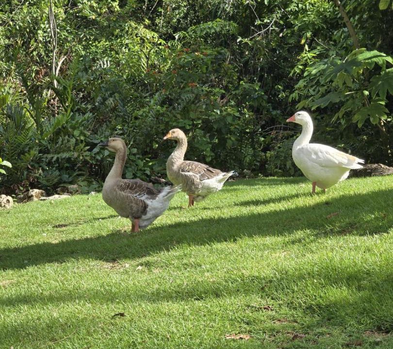 Photo of Others in Las Terrenas