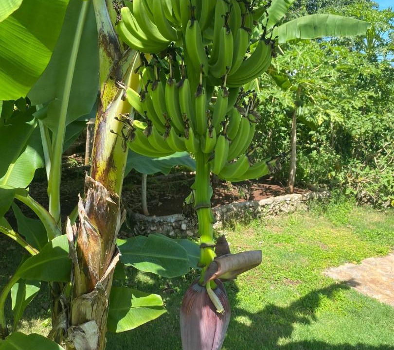 Photo of Others in Las Galeras