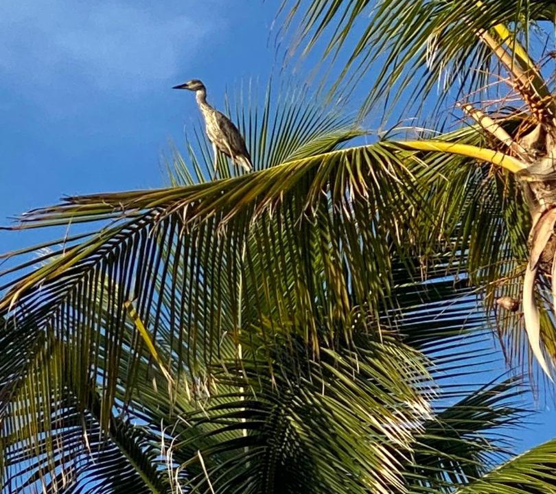 Photo of Others in Las Galeras