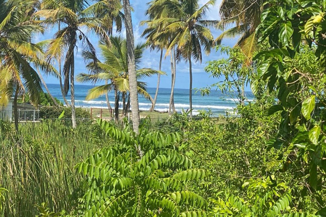 Photo of Others in Las Galeras