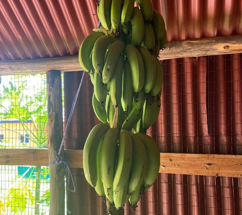 Photo of Others in Las Galeras