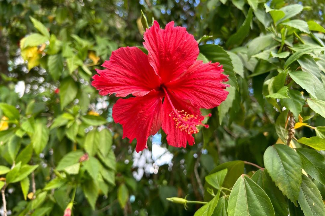 Photo of Others in Bayahibe