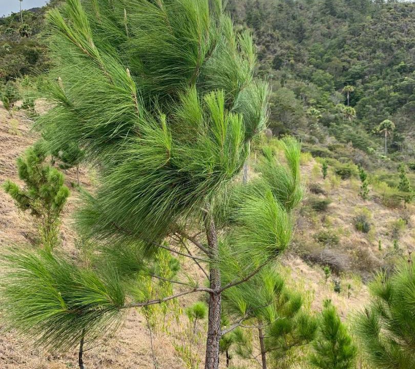Photo of Others in San Jose de Ocoa