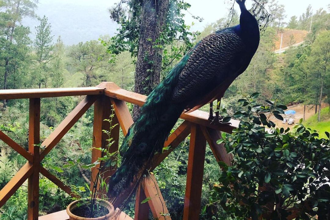 Photo of Patio Balcony in Jarabacoa