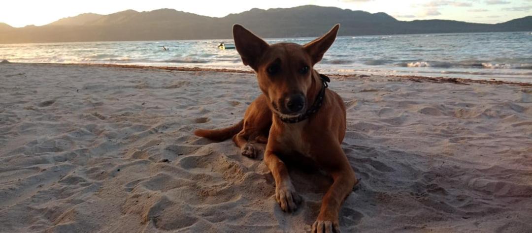 Photo of Others in Las Galeras