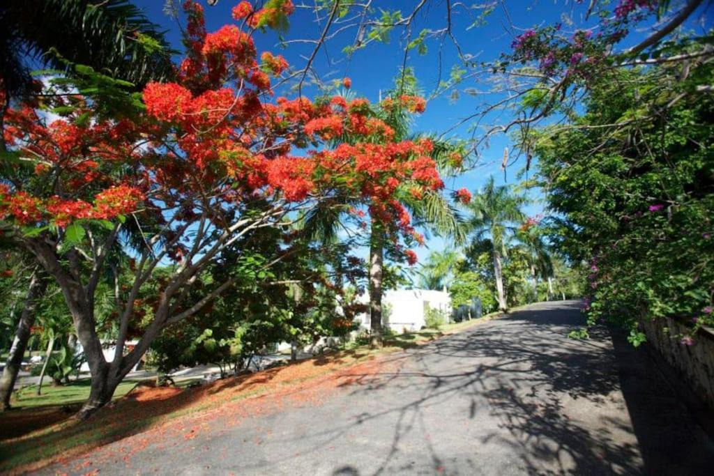Photo of Others in Las Terrenas