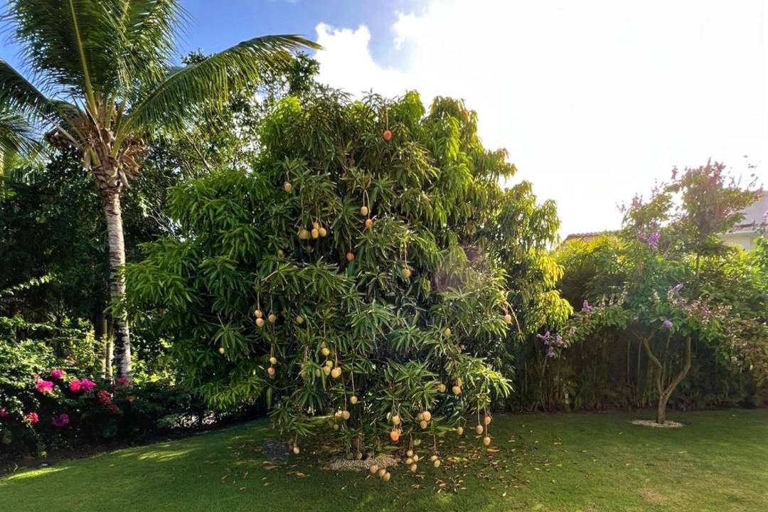 Photo of Others in Bavaro