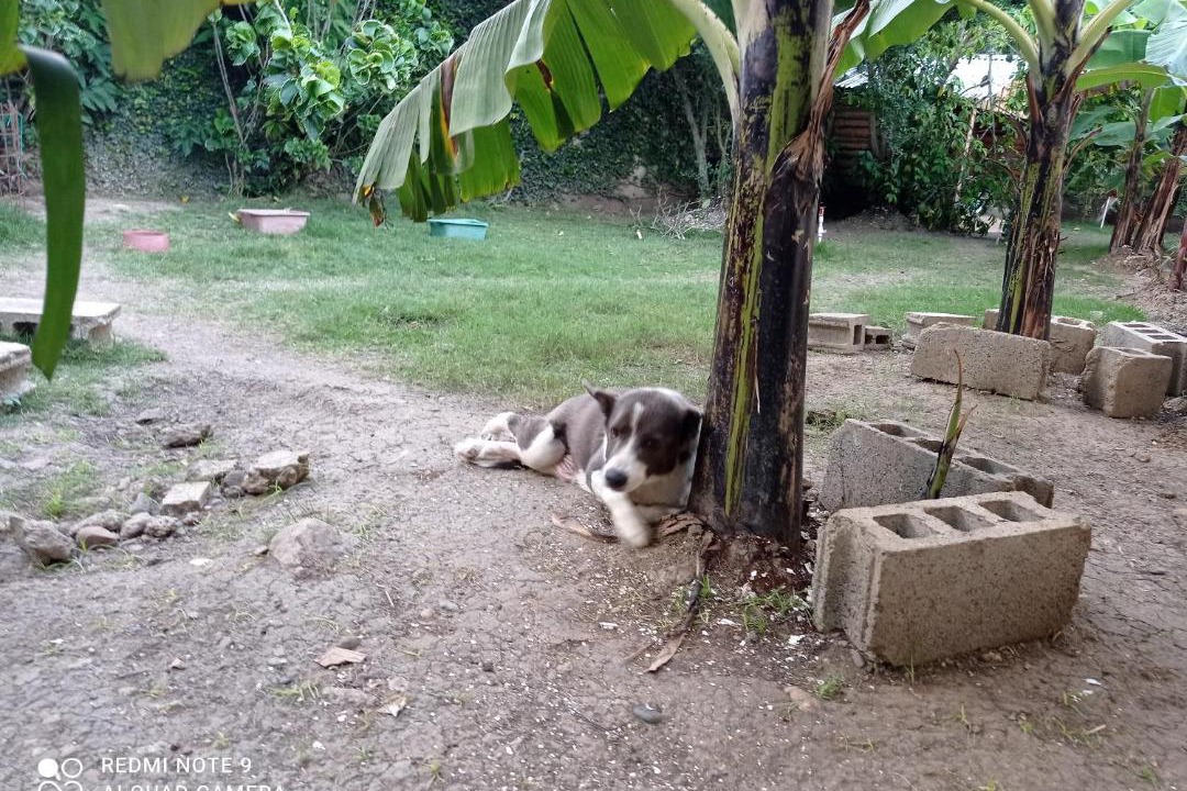 Photo of Others in Santiago Province