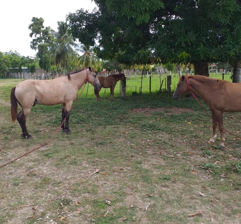 Photo of Others in Cabarete