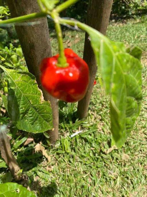 Photo of Outdoor in El Limon