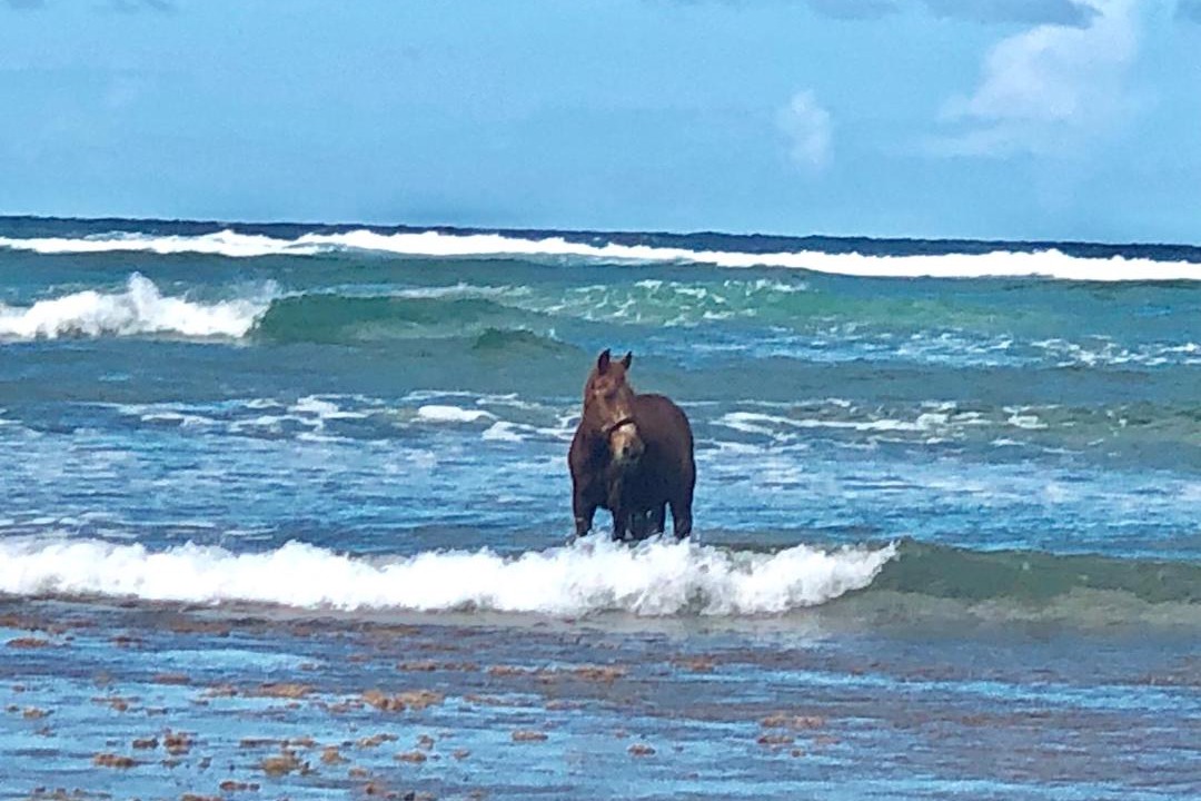 Photo of Others in Las Galeras