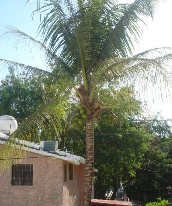 Photo of Others in Juan Dolio - El Pueblo