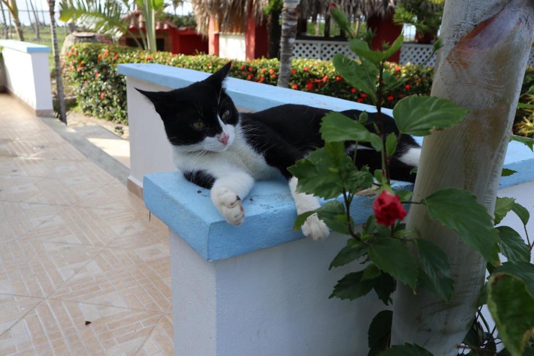 Photo of Others in Las Galeras