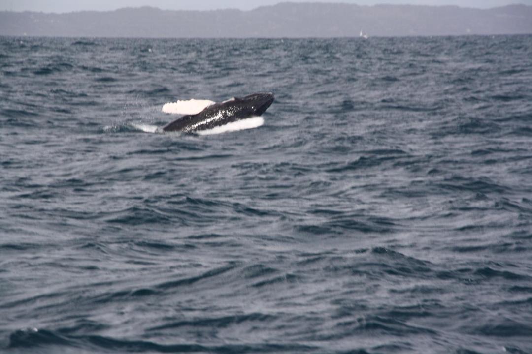 Photo of Others in Las Galeras