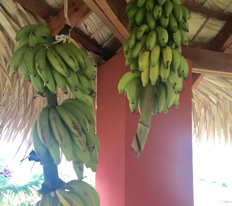 Photo of Others in Las Galeras