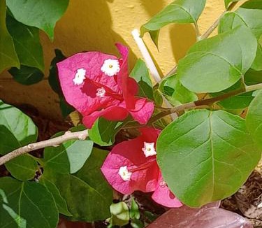 Altos De Chavon Apartment | Hente en ciljaderueda bienvenido